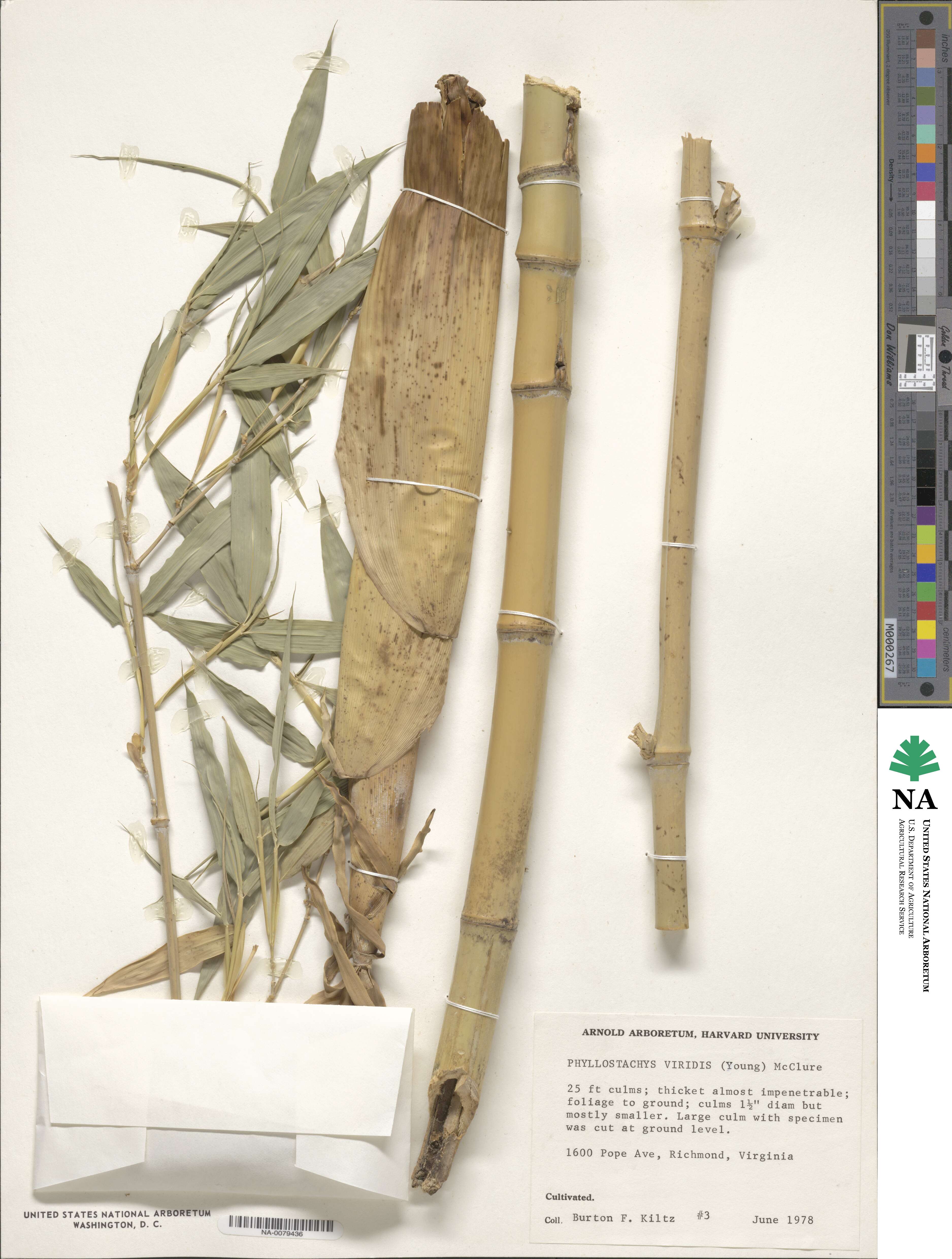 Phyllostachys sulphurea image