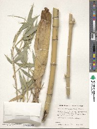 Phyllostachys sulphurea image