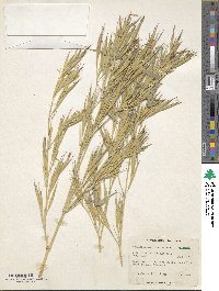 Phyllostachys vivax image