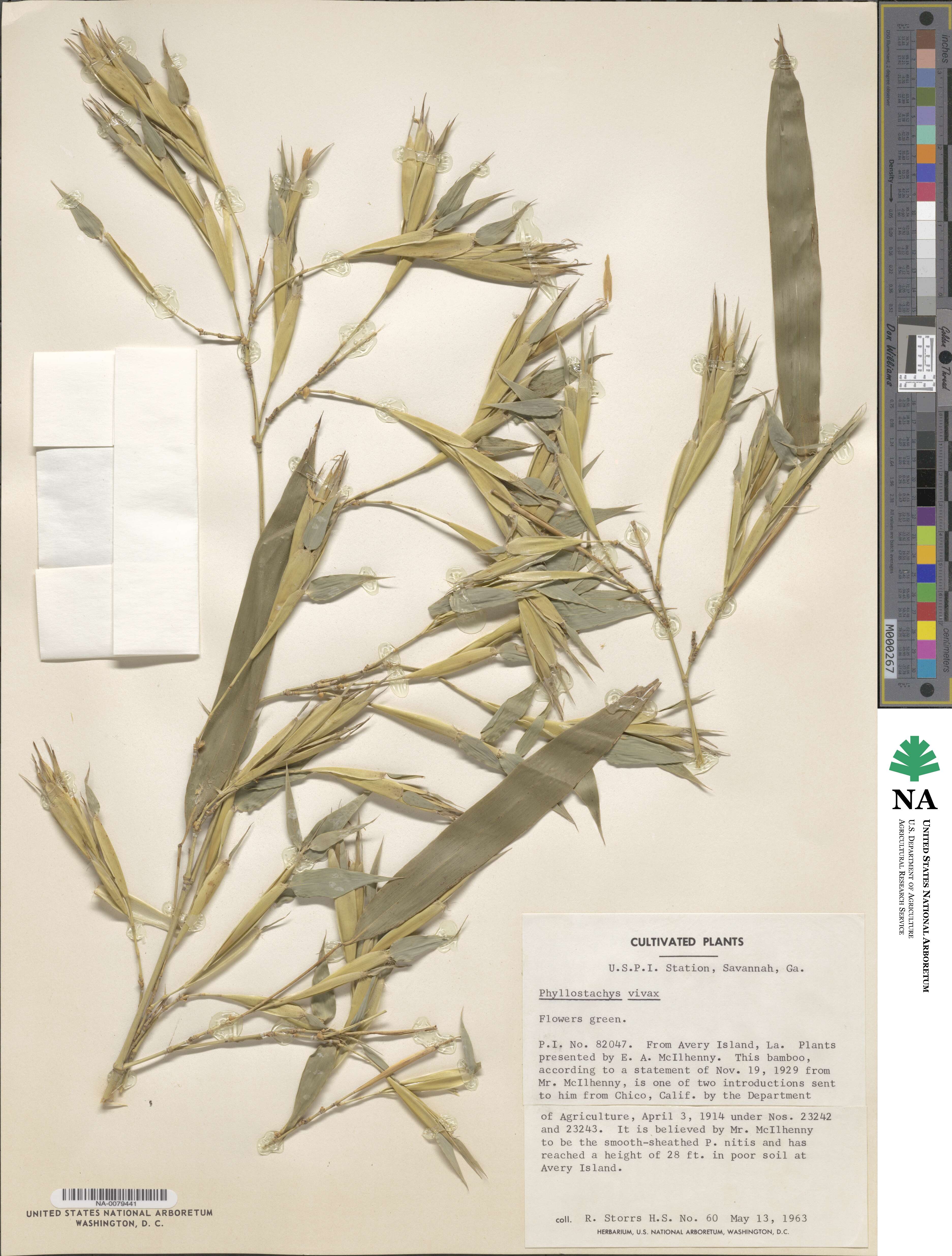 Phyllostachys vivax image