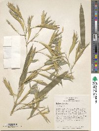 Phyllostachys vivax image