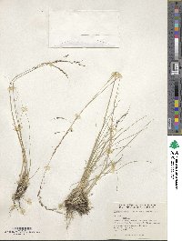 Piptochaetium fimbriatum image