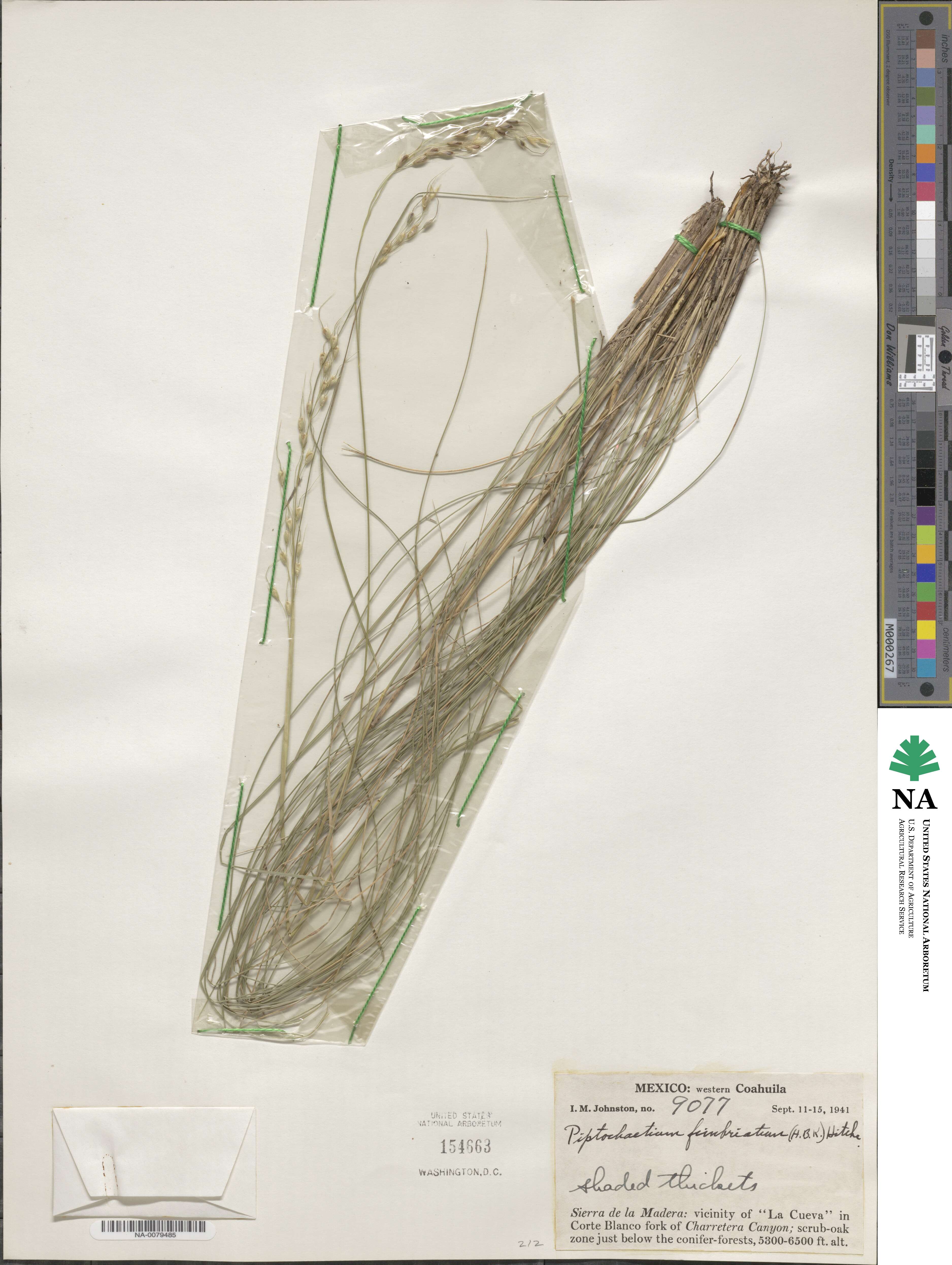 Piptochaetium fimbriatum image