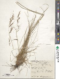 Image of Piptochaetium bicolor