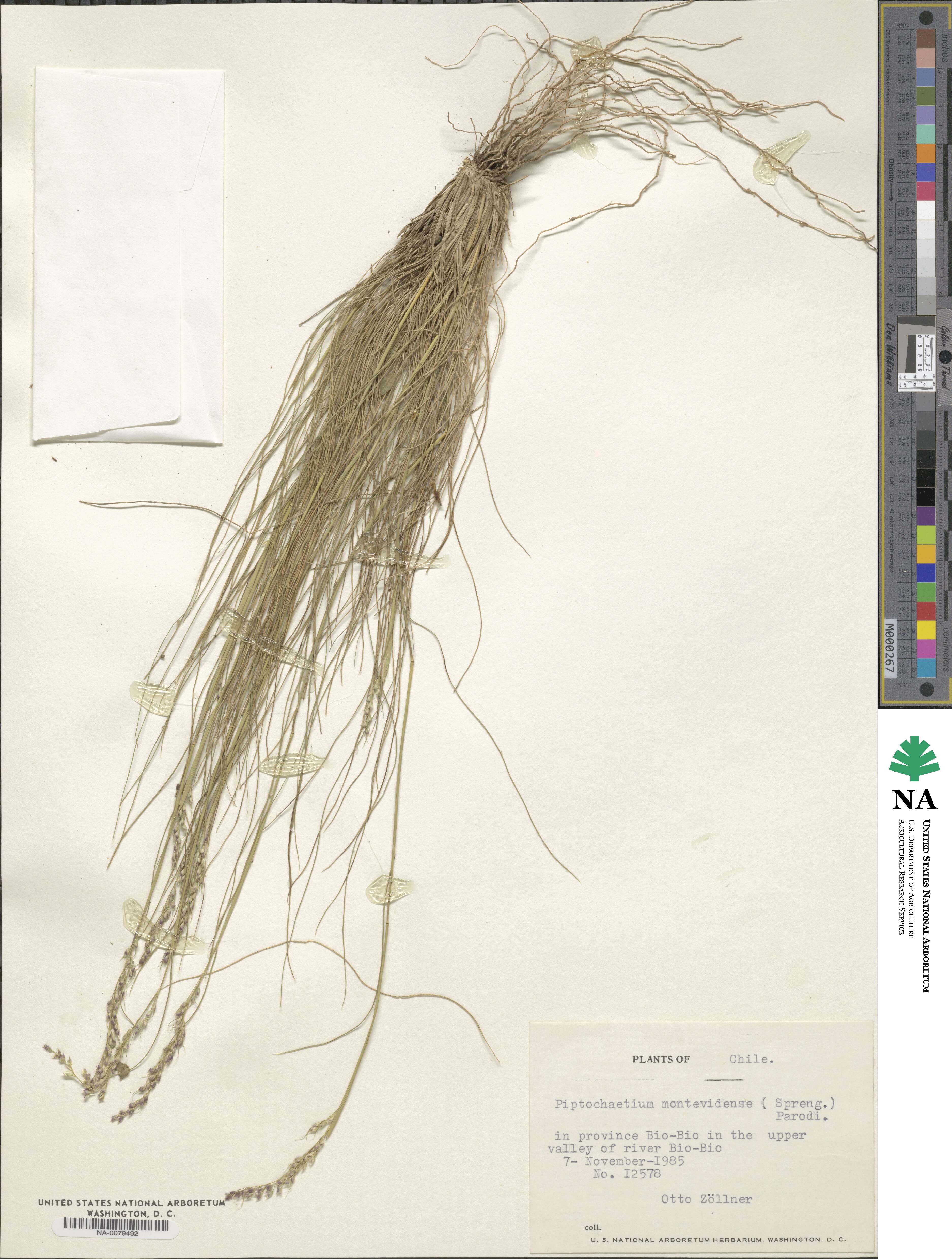 Piptochaetium montevidense image