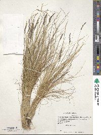 Piptochaetium montevidense image