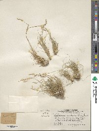 Piptochaetium montevidense image