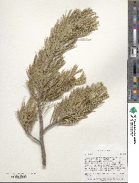 Pinus flexilis image