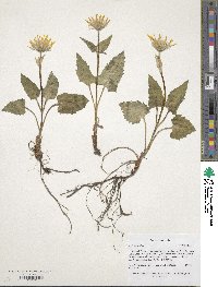 Image of Arnica cordifolia