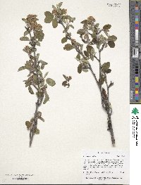 Amelanchier alnifolia image