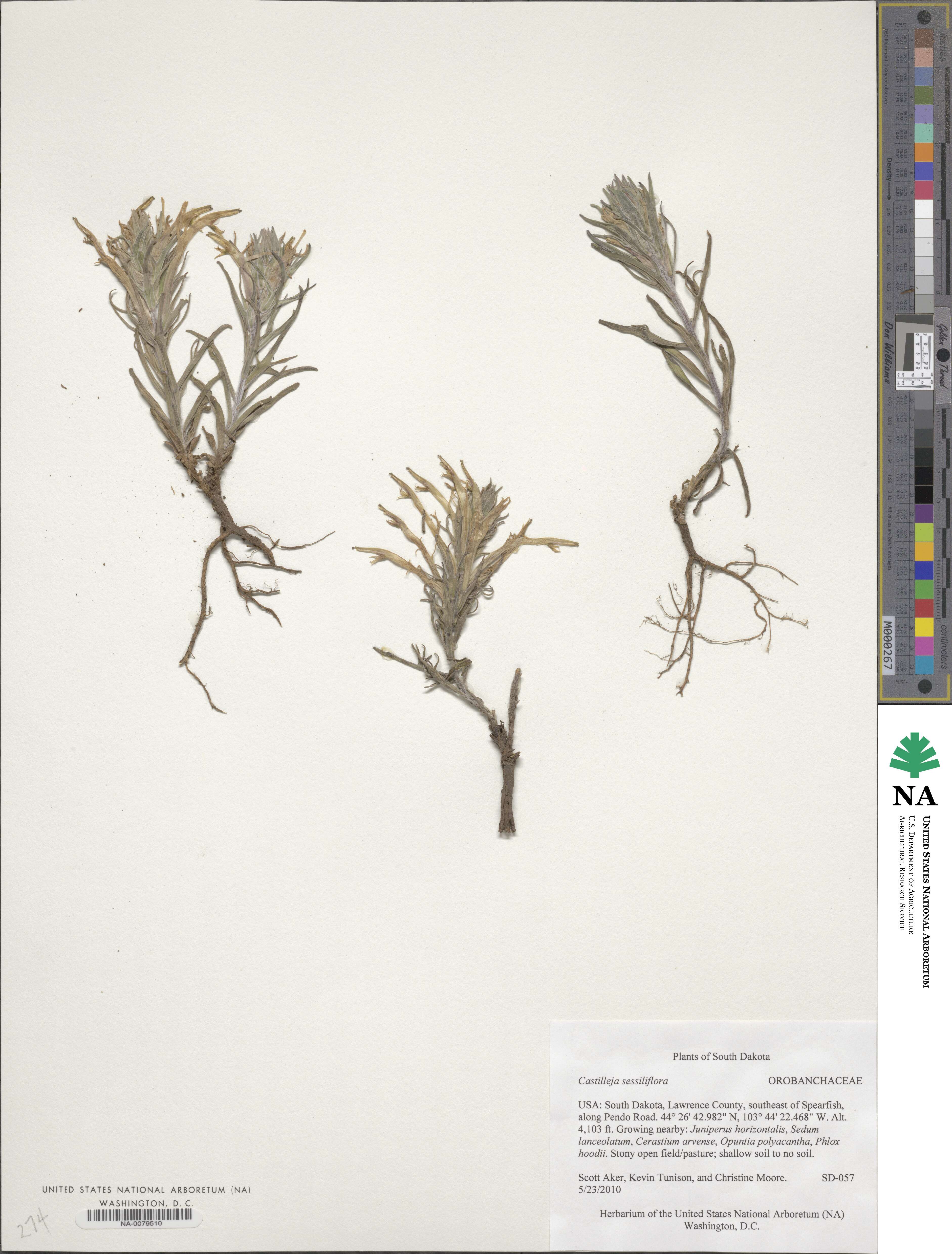 Castilleja sessiliflora image