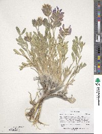 Oxytropis sericea var. sericea image