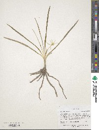 Leucocrinum montanum image