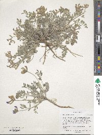 Astragalus missouriensis image