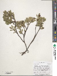 Arctostaphylos uva-ursi image