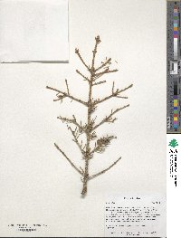 Picea glauca image