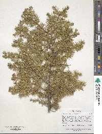 Juniperus communis var. depressa image