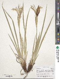 Iris missouriensis image