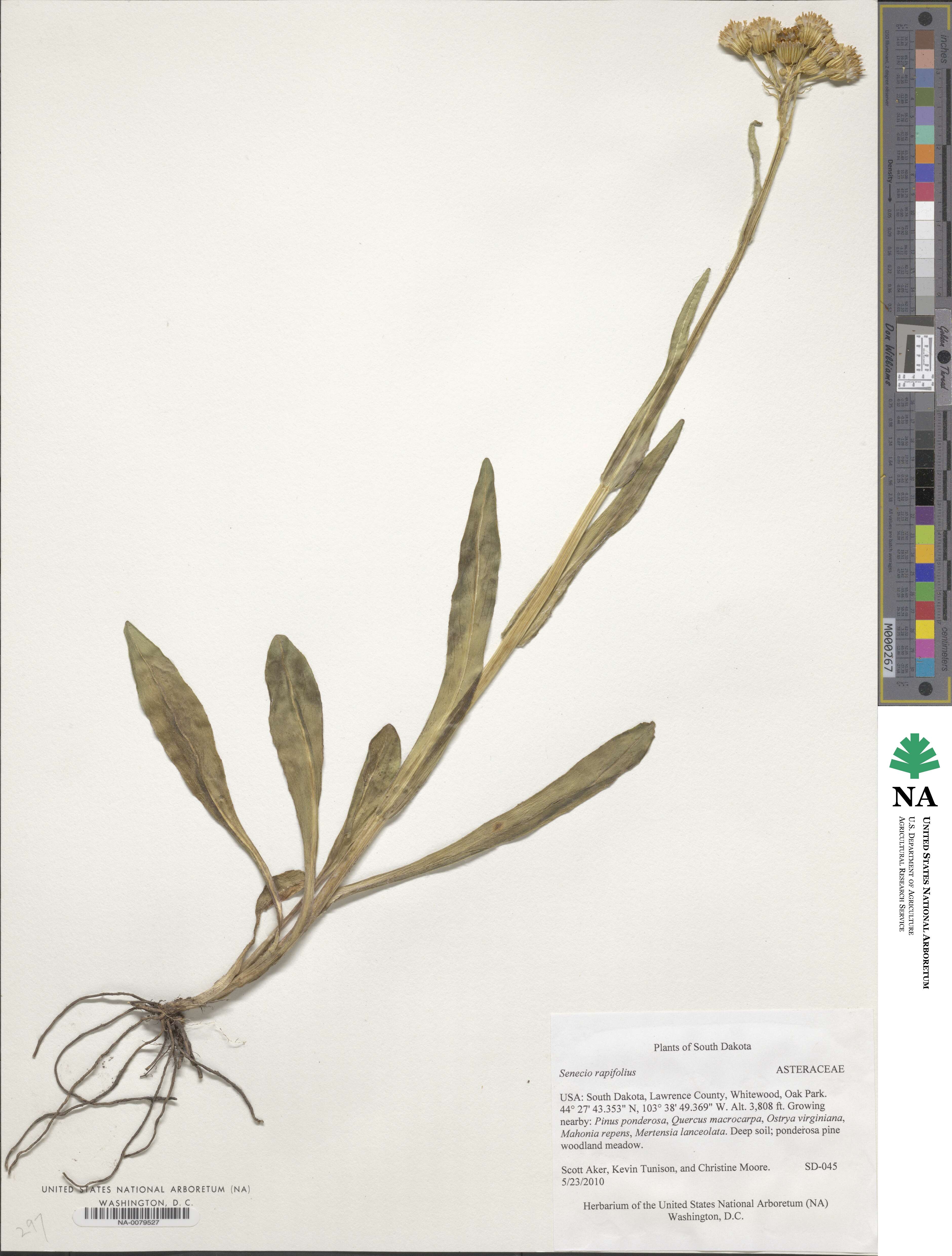 Senecio rapifolius image