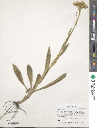 Senecio rapifolius image