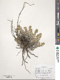 Artemisia frigida image