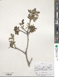 Quercus macrocarpa image