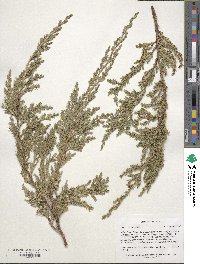 Juniperus horizontalis image