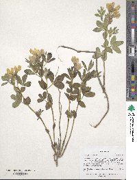 Thermopsis rhombifolia image