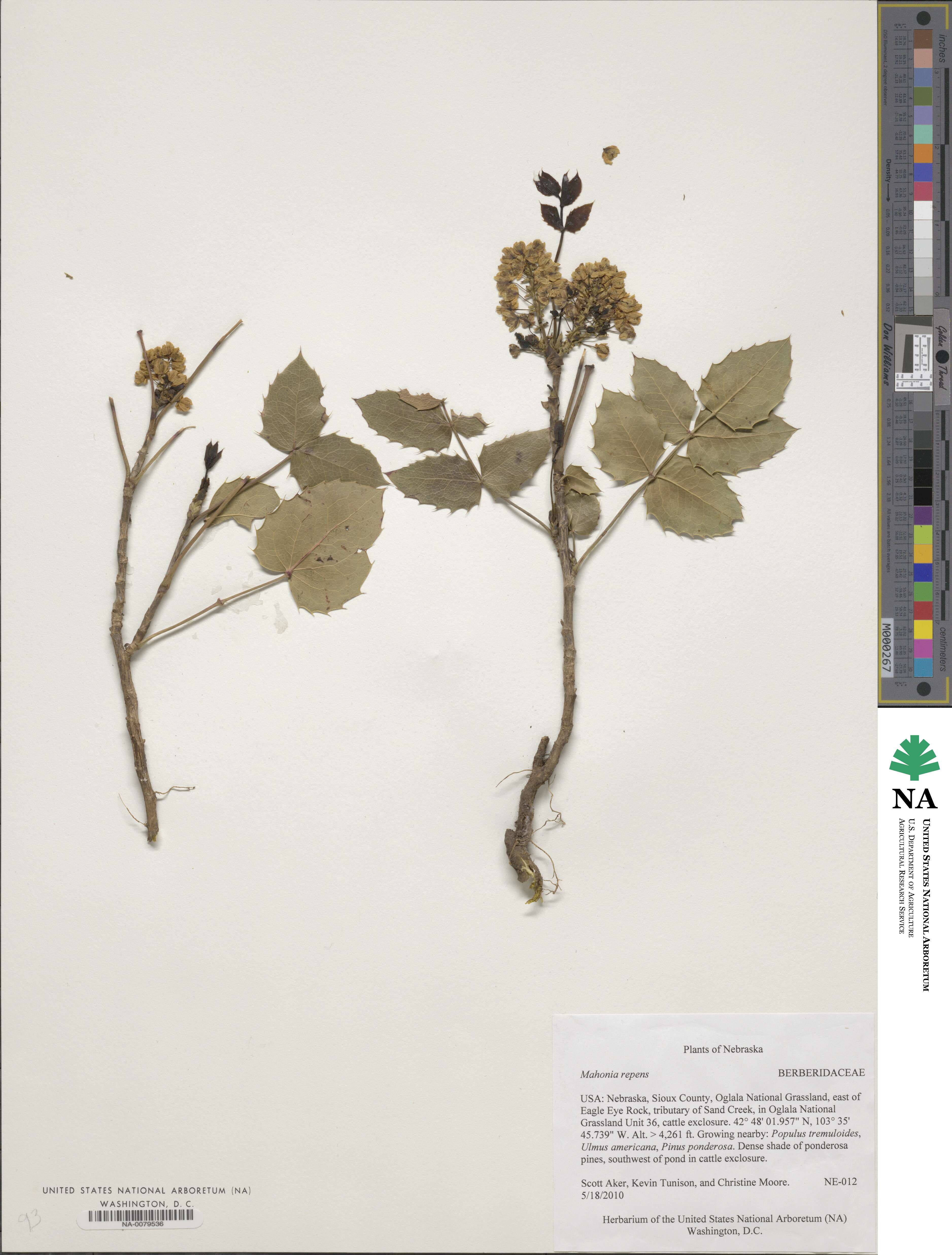 Mahonia repens image