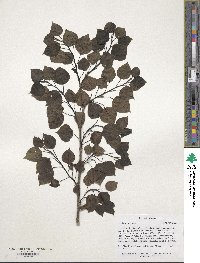 Populus tremuloides image