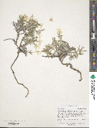 Phlox alyssifolia image