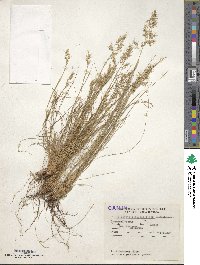 Piptochaetium montevidense image