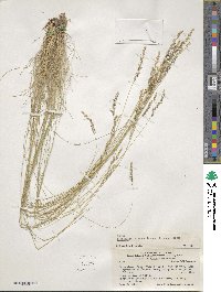 Piptochaetium montevidense image