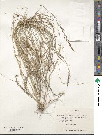 Piptochaetium fuscum image