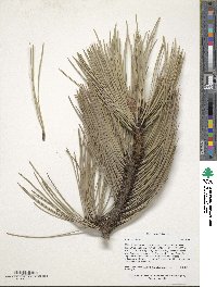 Pinus ponderosa image