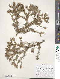 Picea glauca image