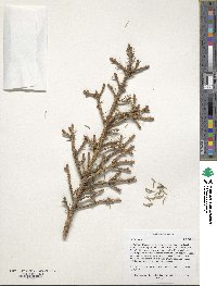 Picea glauca image