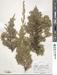 Juniperus horizontalis image