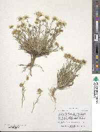 Erigeron ochroleucus image