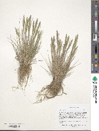 Festuca octoflora image