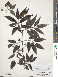 Sambucus racemosa subsp. racemosa image