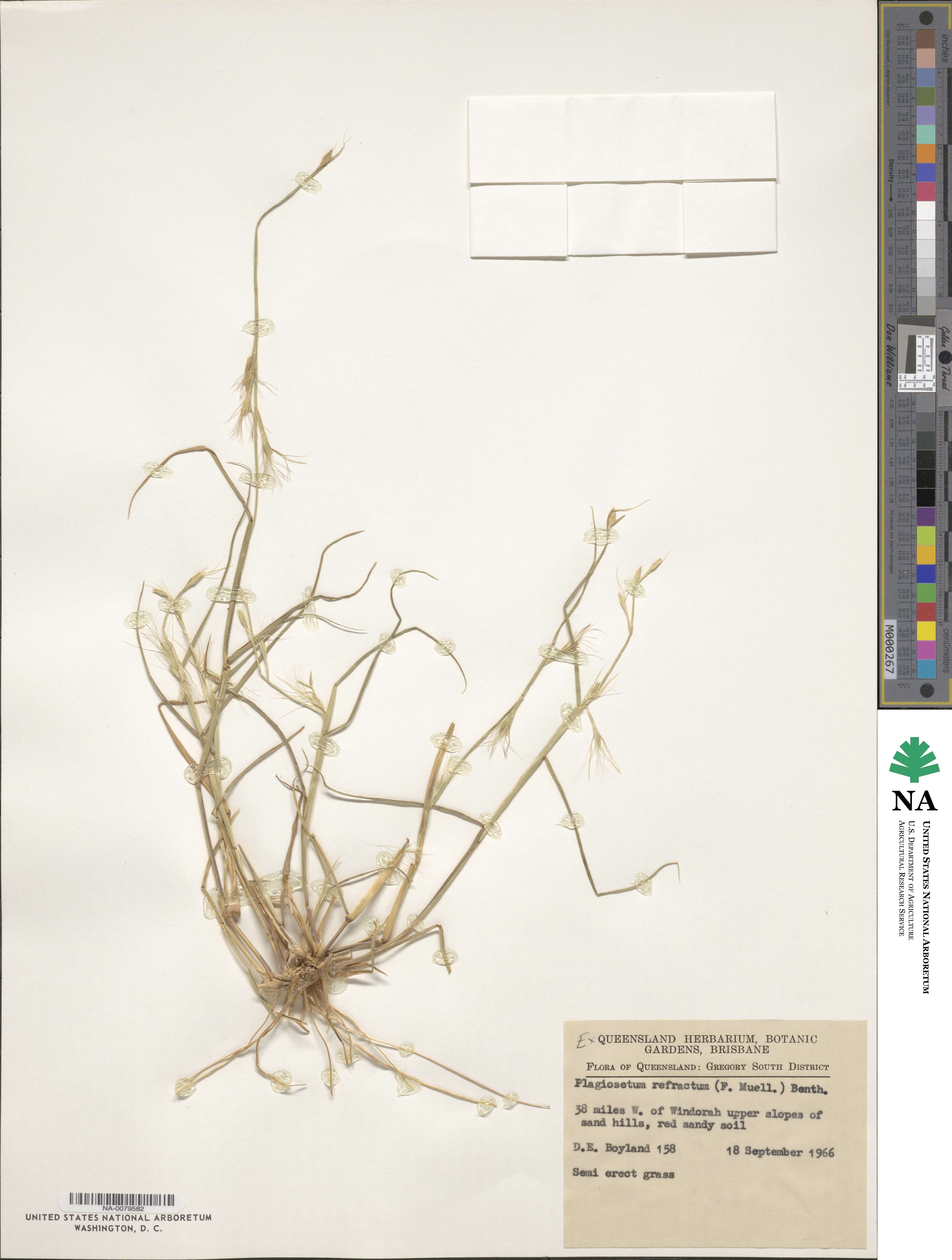 Plagiosetum refractum image