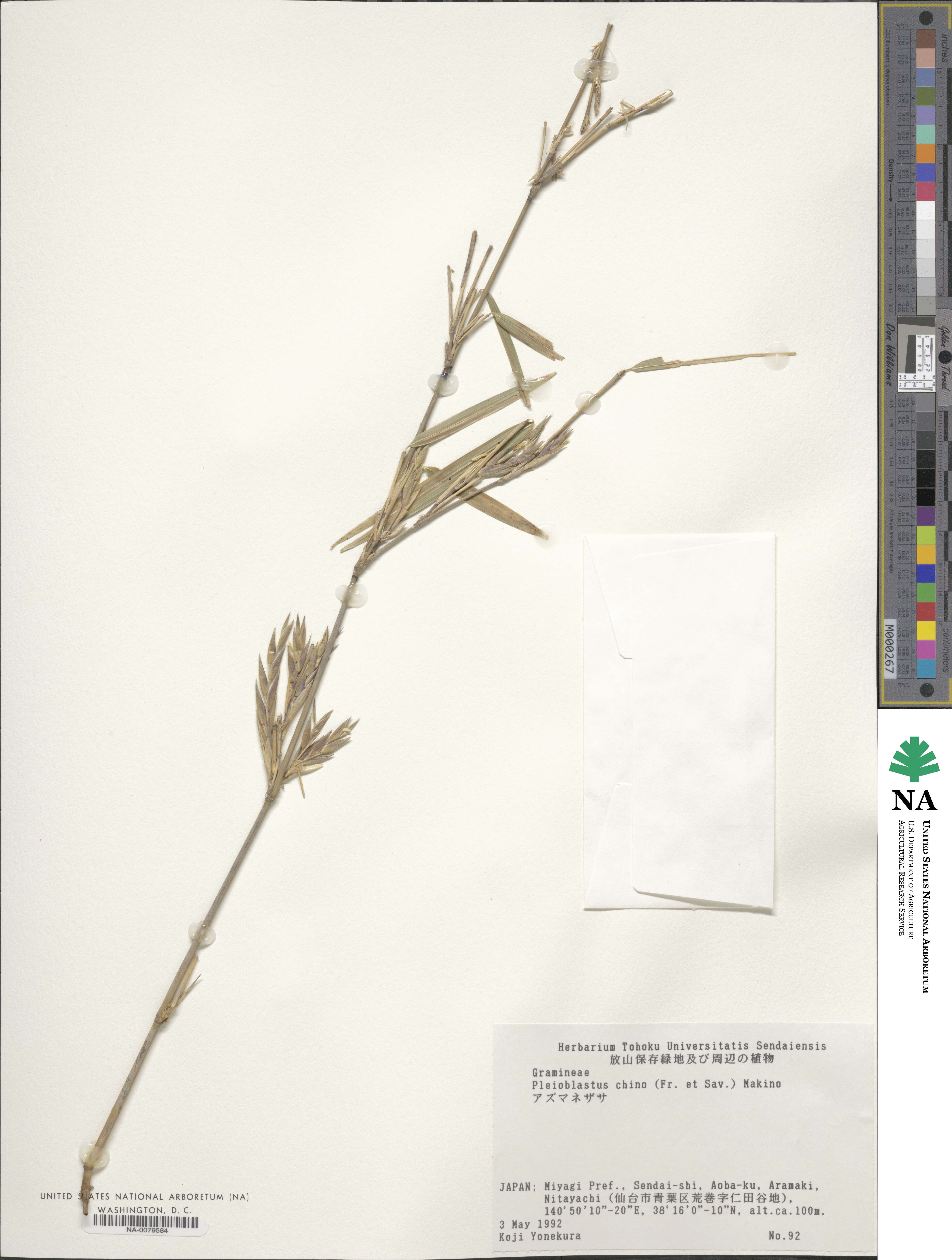 Pleioblastus argenteostriatus image