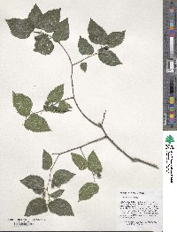 Celtis occidentalis image