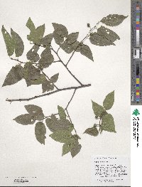 Celtis occidentalis image