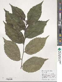 Ulmus rubra image