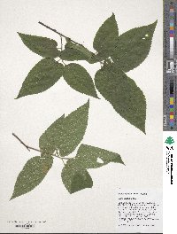 Celtis occidentalis image