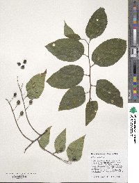 Celtis occidentalis image