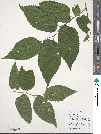 Celtis occidentalis image