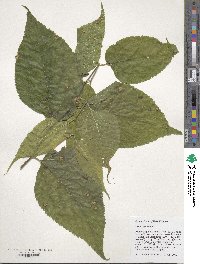 Celtis occidentalis image